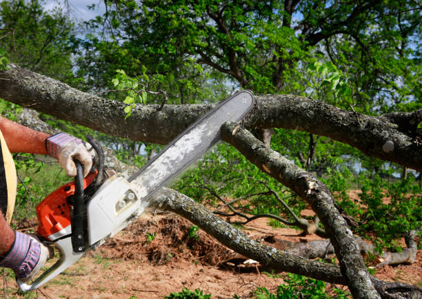 Best Large Tree Removal  in Golden Grove, SC